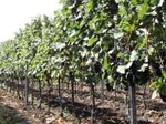 Vineyards - line Nadzahrady