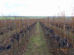 Grapes for ice wine
